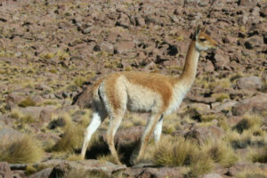 Chili Lama