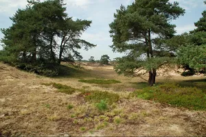 Wandel4daagse Diever – Drents-Friese Woud: 28 - 31 mei 2026 drents-friese wold