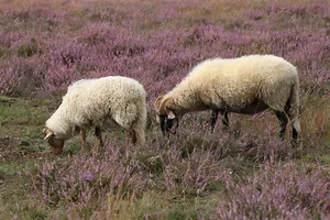 De Sallandse Wandelvierdaagse – Raalte: 13 - 16 oktober 2026 Schapen op de hei