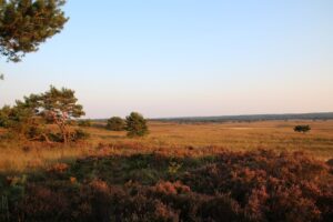 Veluwe - Wandelvierdaagse Apeldoorn