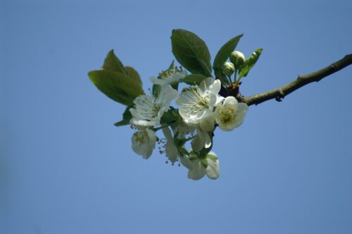 Gelderland Betuwe Fruitbloesem