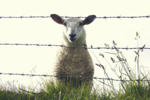 Castlebar International – Ierland: 3 - 6 juli 2025