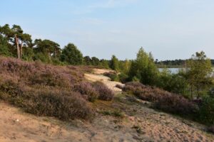 Wandelen Limburg Maasduinen