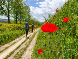 Wandelroute van het jaar 2022 – Hondsrugpad Impressie Dutch Mountain Trail