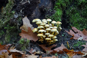 Wandelen in de Herfst